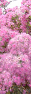 Verticordia species in flower